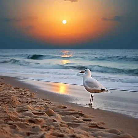 Apartamento Face A La Mer!